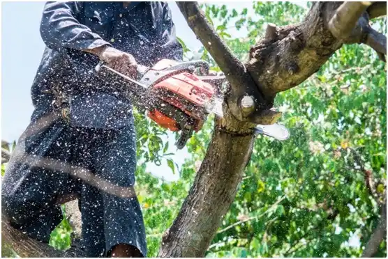 tree services Waller